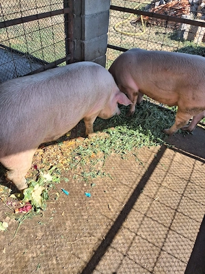 Porci de carne de vaznare crescuți cu cereale, legume și fructe !!! - imagine 2