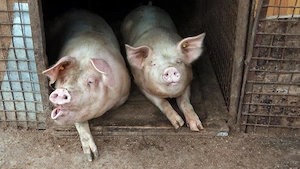vand porci marele alb