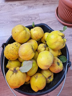 vand gutui 