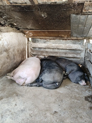 Porci grăsuni 300 kg