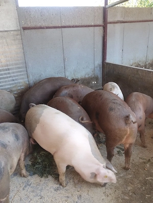 Porci de vanzare - imagine 3