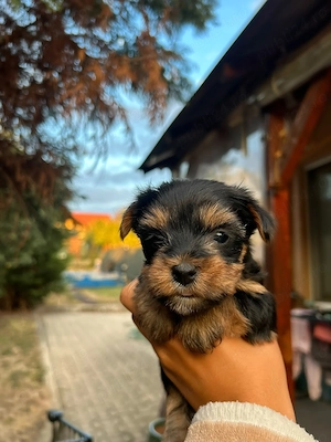 4 cateluse din parinti yorkshire terrier spre rezervare