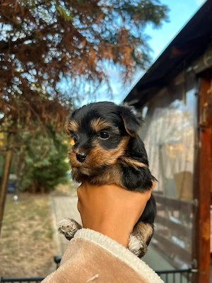 2 cateluse din parinti yorkshire terrier  cauta stapani iubitori - imagine 2