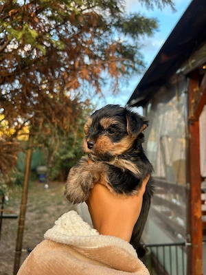 2 cateluse din parinti yorkshire terrier  cauta stapani iubitori - imagine 3