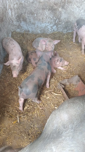 Porci de vanzare 
