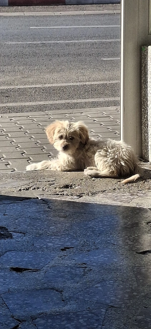 fetiță bichon