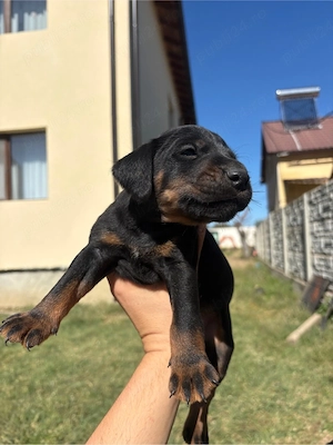 catei jagdterrieri