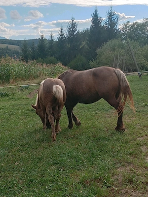 Vand manza cu varsta de 5 luni - imagine 3