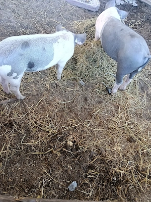 porci de vanzare 