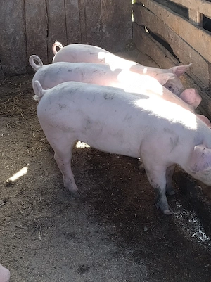 porc de vanzare