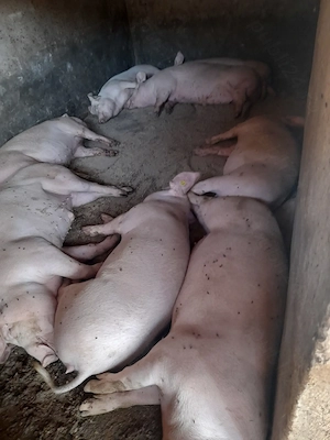 Porci de vânzare  - imagine 3