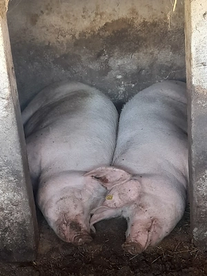 Porci de vânzare 
