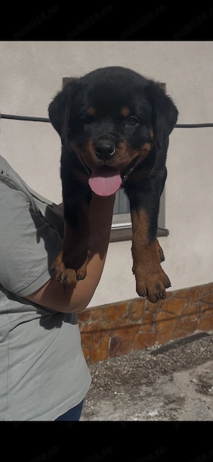 Vând femelă de Rottweiler în vârstă de 8 săptămâni 