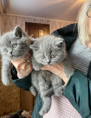 Ursuleți de pluș adevărați   Puișori British Shorthair Blue!   