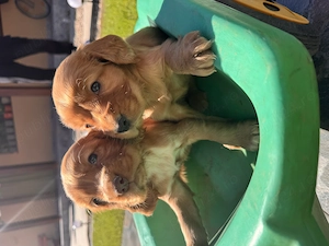 Frățiori cocker spaniel  - imagine 2