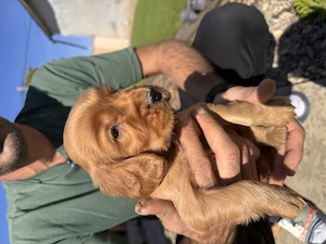 Frățiori cocker spaniel 