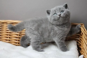 Puișori superbi British Shorthair 
