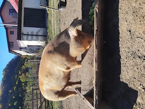 Vand porc 120kg
