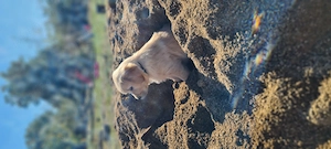 Pui Golden Retriever  doua fetite și un băiat  - imagine 5