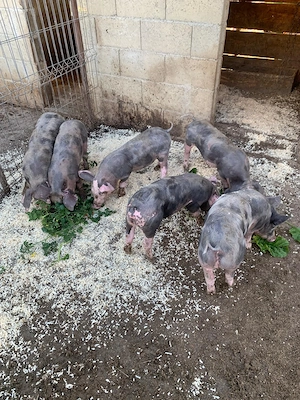 Porci pietraini Suceava