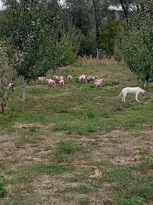 Vând purcei 6 săptămâni