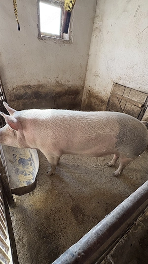 Scroafă de vânzare
