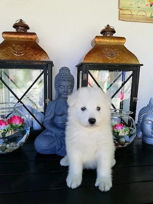 Samoyed rasă pură - imagine 5