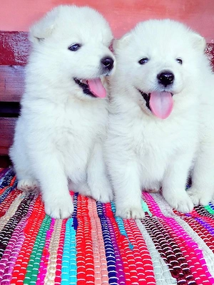 Samoyed rasă pură
