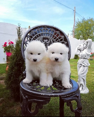 Samoyed rasă pură - imagine 4
