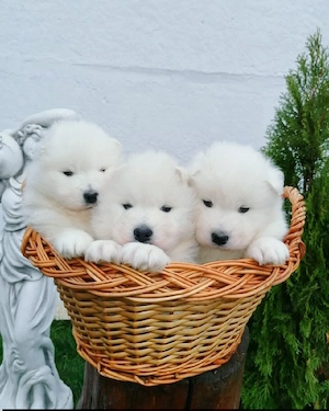 Samoyed rasă pură - imagine 2