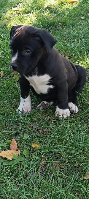 Disponibili pentru rezervare pui bully xl de 5 săptămâni 