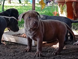 Disponibili pentru rezervare pui bully xl de 5 săptămâni  - imagine 3