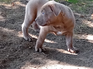 Disponibili pentru rezervare pui bully xl de 5 săptămâni  - imagine 4