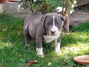 Disponibili pentru rezervare pui bully xl de 5 săptămâni  - imagine 2