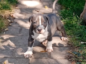 Disponibili pentru rezervare pui bully xl de 5 săptămâni  - imagine 5