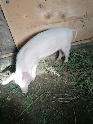 De vânzare o purcica 
