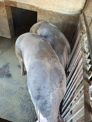 De vânzare 2 porci rasa pietrean crescuți la curte fără concentrate  au peste 200 kg - imagine 3