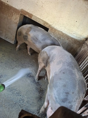 De vânzare 2 porci rasa pietrean crescuți la curte fără concentrate  au peste 200 kg - imagine 2