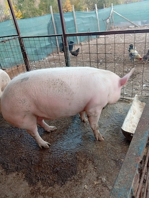 Vând porc pentru sacrificare  - imagine 2