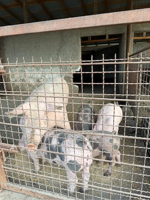 Porci de vanzare !