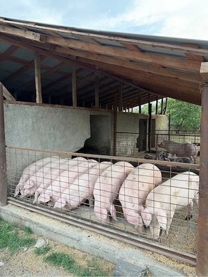 Porci de vanzare Teleorman