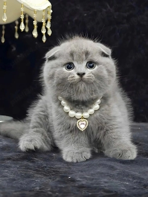 british shorthair scottish fold 
