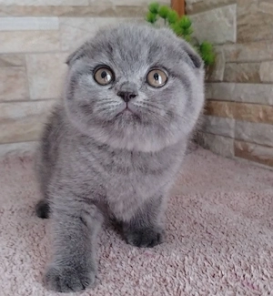 british shorthair scottish fold  - imagine 4