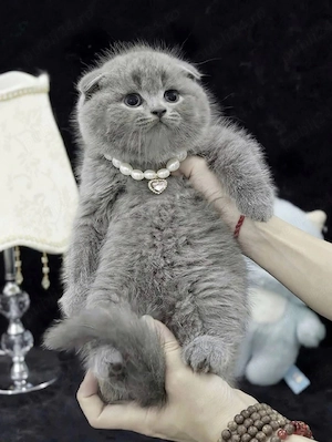 british shorthair scottish fold  - imagine 5
