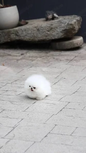 Pomeranian Ursulet talie mica  - imagine 2