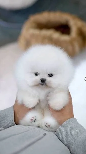 Pomeranian Ursulet talie mica  - imagine 3