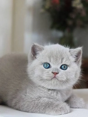 british scottish blue lillac de rasa pura  - imagine 2