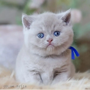 british scottish blue lillac de rasa pura  - imagine 5