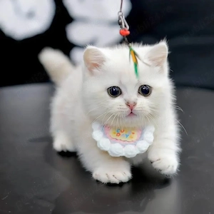 british shorthair rasa pura scottish fold de calitate  - imagine 2