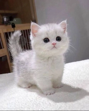 british shorthair scottish fold rasa pura
